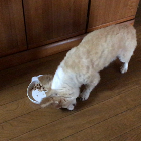 謎の行動001の画像