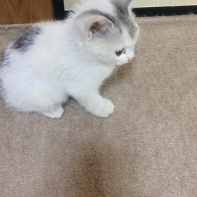 保護猫マリーアちゃん、の画像