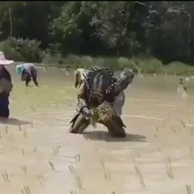 プレデターも頑張ってます！の画像