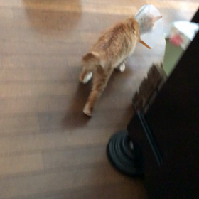 カヌレくん無事に手術終了！の画像