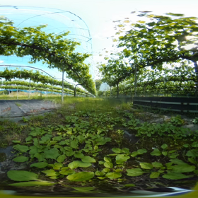 今日も暑いの画像