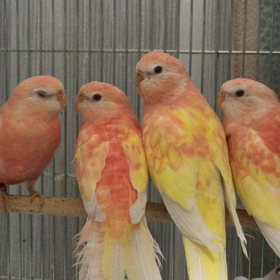 ファミリアズ ファミリアズの画像