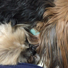 ムーン♪の画像