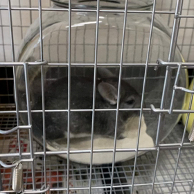 ★わりと手がかかるの画像