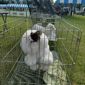 マンゴー‥おもちゃで遊ぶ〜☆の画像