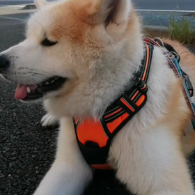 日影を歩かないと未来丸には辛いくらいの暑さ‼️ただでさえ怠け者が、動かず❗それでも時間をかけの画像