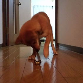 オマケミニカー柴犬コジローの画像