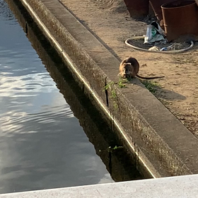 ヌートリアの「のんちゃん」が畑を荒らしていた(｀•д•)σ ﾒｯ!!の画像