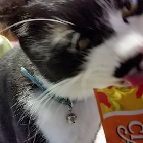 ちゅーるの画像