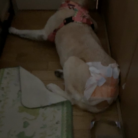 昨日、執事帰宅後のよもぎちゃんの画像