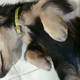 2018/12/19 ミニチュアダックスフンド❣️の画像