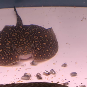 やっぱり可愛い！の画像