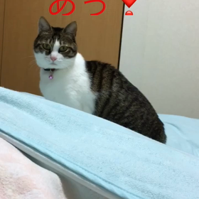 娘がまたまた。デールったら やっぱり。字幕付きチップとデール動画の画像