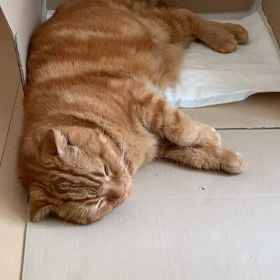 頑張り屋さんの蓮にぃの画像