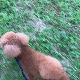 7月21日15わんこと1時間遠足  代々木公園の画像