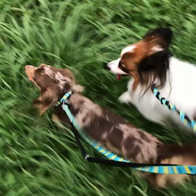 ♪お散歩動画♪代々木公園♪の画像