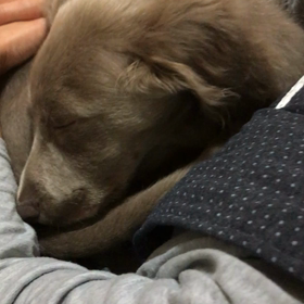 ピピくん爆睡の画像