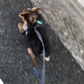 お散歩大好き②の画像