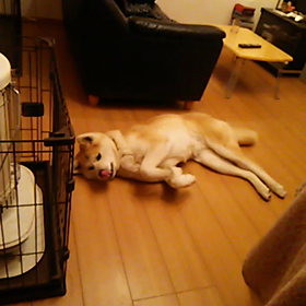 アキコ考えるの画像