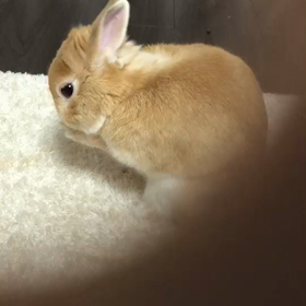 グッと‼ルッキングの画像