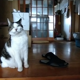 チャッピーがやって来て１５年の画像