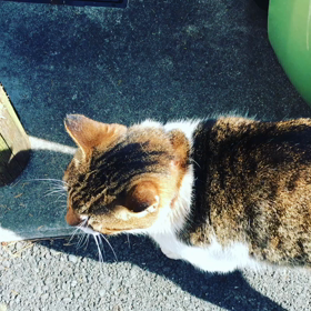 可愛い猫ちゃんの画像