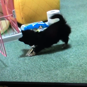 昔のビデオの画像