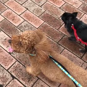 ♪お散歩動画♪お台場海浜公園♪の画像