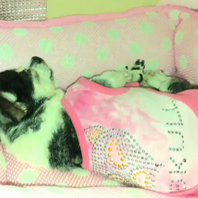 ピコさんに会いたいですの画像