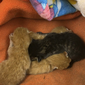 コロがまた倒れましたの画像