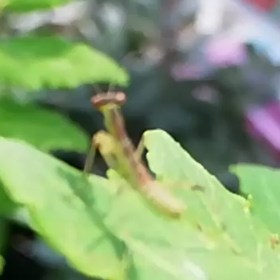 カマキリの赤ちゃん(動画)の画像