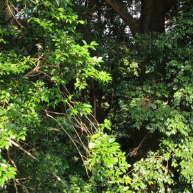 鳥の声とか虫の声とか①の画像