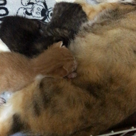 華音親子、おやすみ☺️の画像