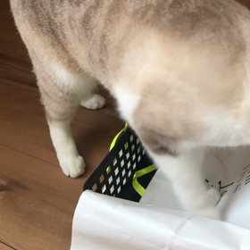 自粛中とはいえ何かしら動きたくなるのは人間も猫も同じの画像