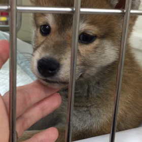 仔犬♡仔猫ちゃん動画でお届け(͒⑅′࿉‵⑅)͒ෆ*の画像