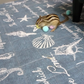 初めての!!の画像