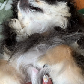 マ❤︎ママ❤︎マッサージ開店ですの画像