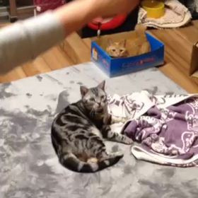 りよこ版ねころぐ。動画に挑戦編の画像