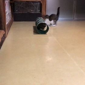 ハッスル、ハッスル♪の画像