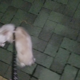 続、ダイエッターティの画像