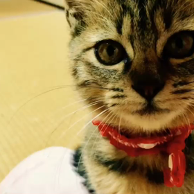 うちの猫の画像