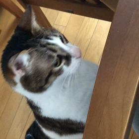 紛争で小麦粉の代わりに米粉！ジム活で寝不足。デール。の画像