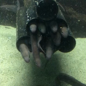 生きてます笑の画像