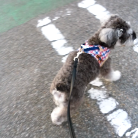 ケンタくんの画像