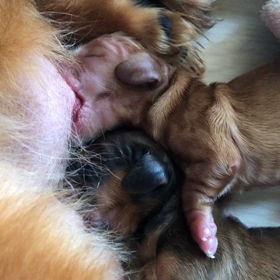 海ちゃん 無事に出産の画像