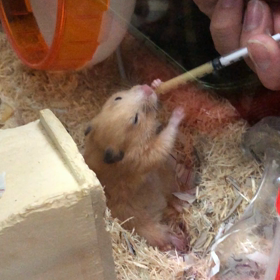 おとちゃんの様子4。の画像