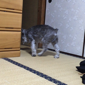 近寄りがたい犬の画像