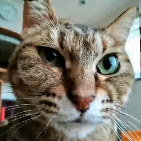 青空щ(ﾟдﾟщ)ｶﾓｰﾝの画像