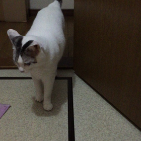 ミルクだって、遊ぶもんの画像