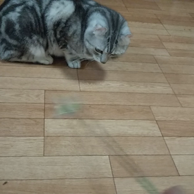 シュシュじゃらし！の画像